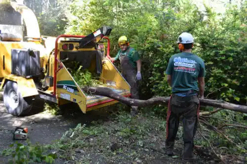 tree services Alhambra